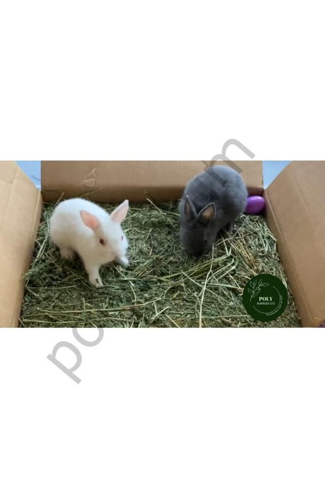POLY Kemirgen DOĞAL KURU YONCA KEMİRGEN OTU-TAVŞAN-GİNEPİG-HAMSTER 2500 Gr  Tek Ebat