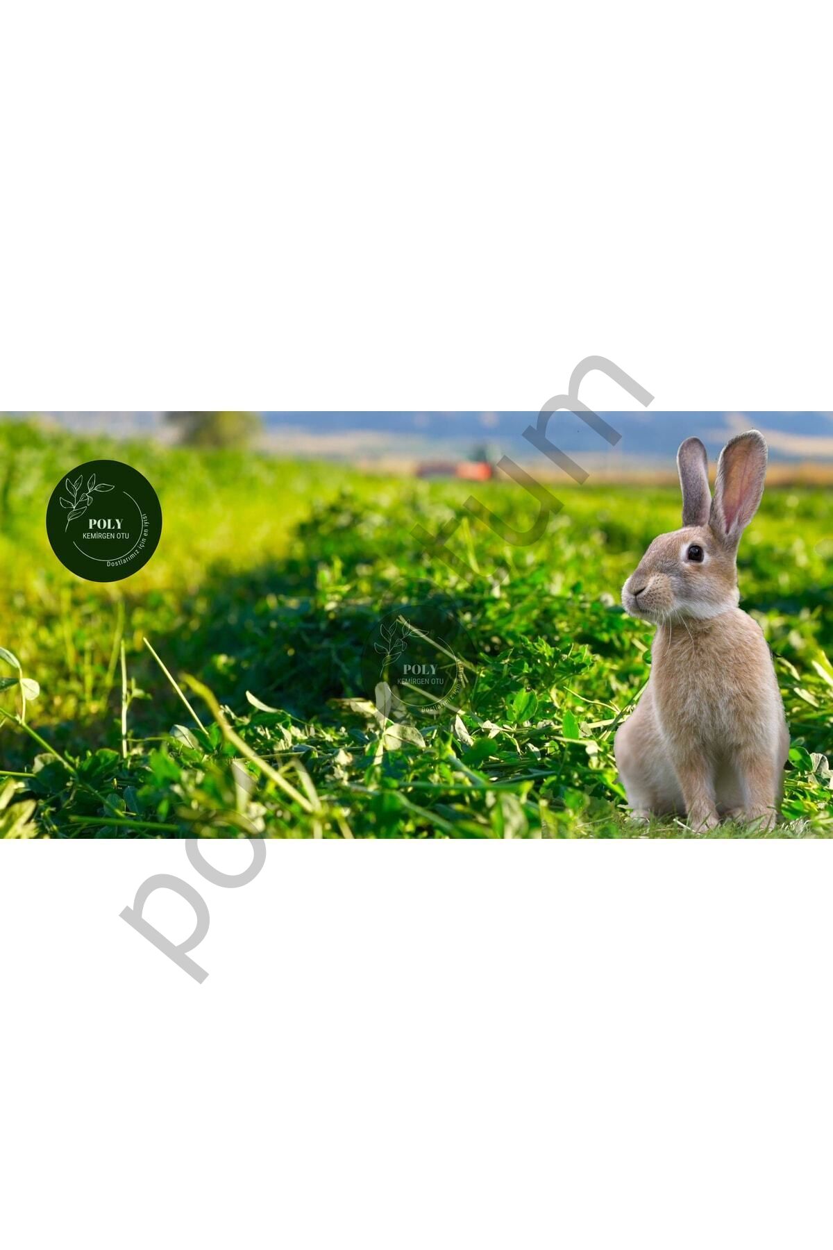 POLY Kemirgen DOĞAL KURU YONCA KEMİRGEN OTU-TAVŞAN-GİNEPİG-HAMSTER 2500 Gr  Tek Ebat