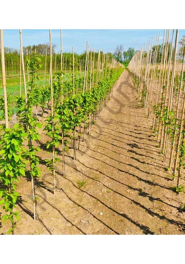 Bambu Bitki Destek Çubuğu 100 cm 10'lu | Saksı, Bahçe, Sarmaşık ve Çiçekler İçin Doğal Destek