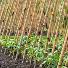 Bambu Bitki Destek Çubuğu 100 cm 10'lu | Saksı, Bahçe, Sarmaşık ve Çiçekler İçin Doğal Destek